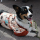 Illustration for article titled Had A Rough Day? Heres A Cosplaying Corgi